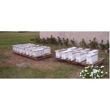 Nucleas Hive of Honey Bees Established 5 Frame -- "NUC"